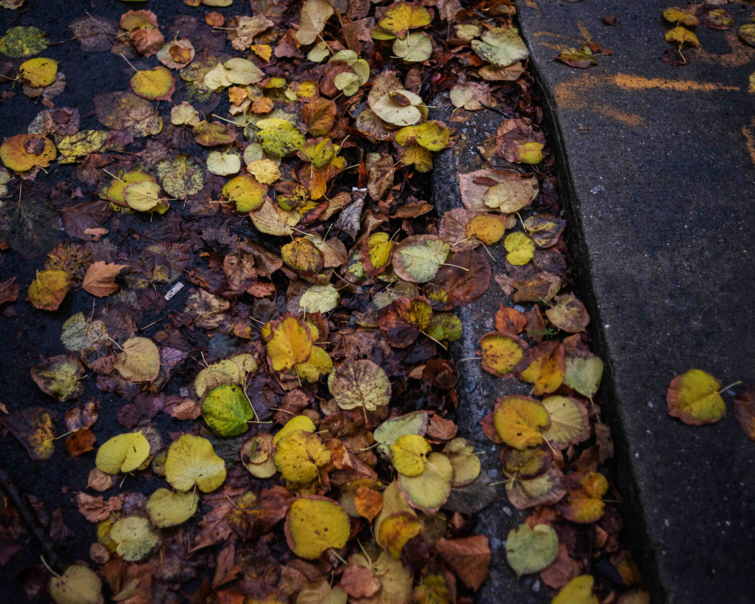 4. leaves on ground 20 Minutes or Less— Frayed and Fatigued: Noticing transformation during brief walks outside 2016-2022. A 20 Minutes or Less— Frayed and Fatigued: Noticing transformation during brief walks outside 2016-2022. (Photos by Anna Rathkopf.)