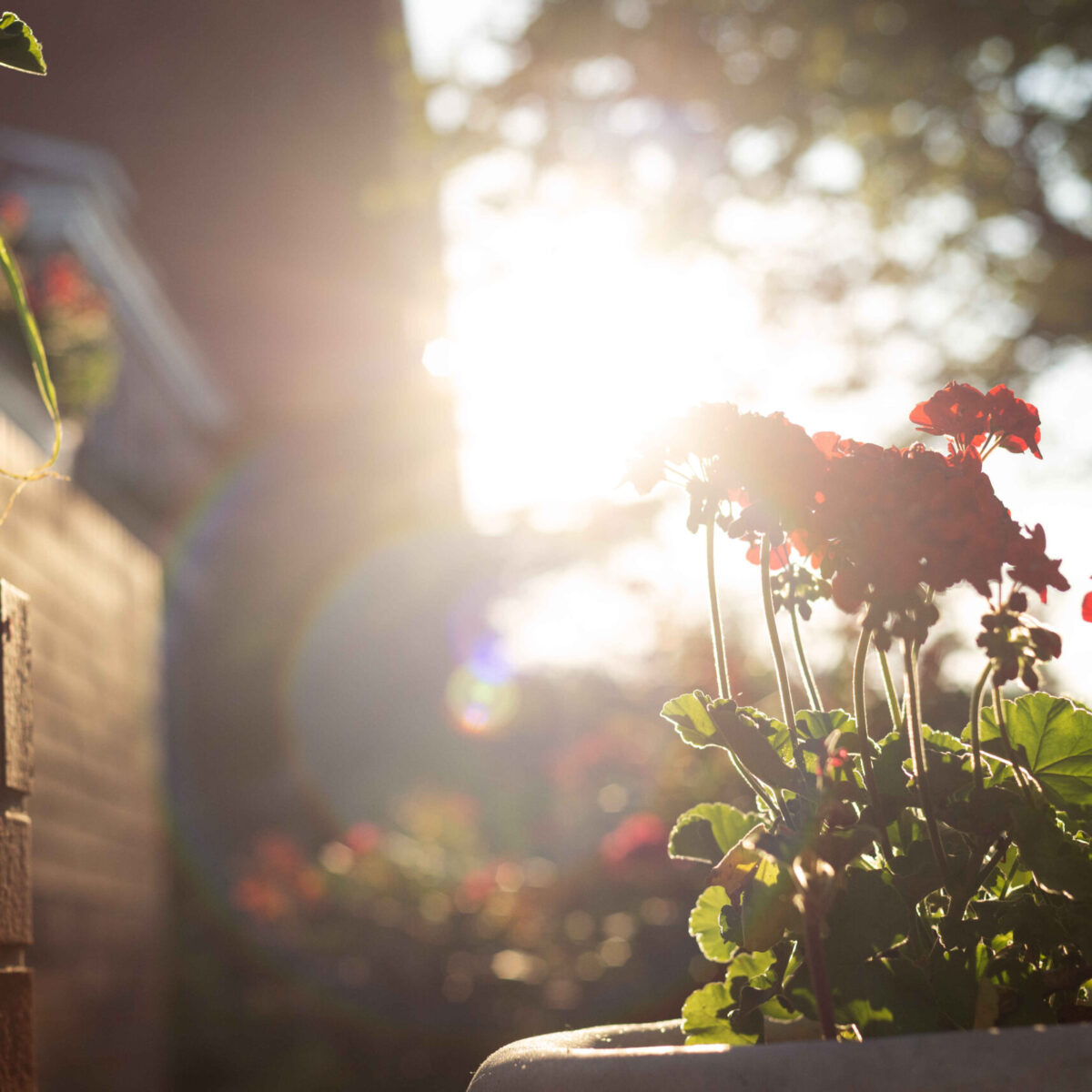 5. flowers in sunlight 20 Minutes or Less— Frayed and Fatigued: Noticing transformation during brief walks outside 2016-2022. A 20 Minutes or Less— Frayed and Fatigued: Noticing transformation during brief walks outside while recovering from chemotherapy 2016-2022. (Photos by Anna Rathkopf.)